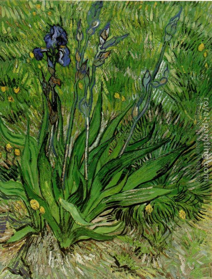 Vincent Van Gogh : The Iris